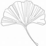 Ginkgo Leaves Color Understand Shades Fall Leaf Chicagobotanic sketch template