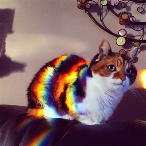 204 cats who love warmth more than anything kittens