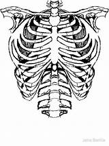 Skeleton Ribs Drawing Getdrawings sketch template