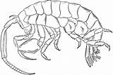 Clipart Isopoda Isopod Marine Etc Large Clipground sketch template