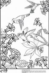 Coloring Hummingbird Pages Adults Getcolorings sketch template