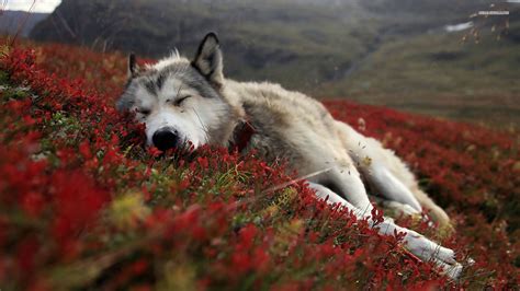 cute wolf wallpapers bigbeamng