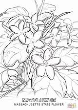 Coloring Flower State Massachusetts Pages Mayflower Printable Supercoloring Color Drawing Drawings Colouring Indiana Template Categories Sheets Getcolorings Line sketch template