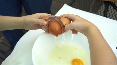 egg  egg youtube
