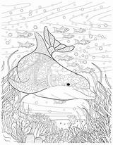 Oceana Adult Perre Coloring Van Pages sketch template