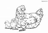 Huhn Hühner Ausmalbilder Malvorlage Henne Kuken sketch template