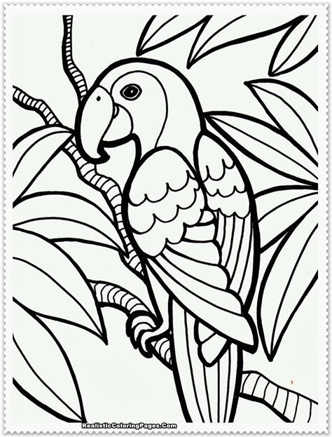 bird coloring pages realistic realistic coloring pages