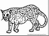 Cheetah Coloring Pages Cub Cheetahs Drawing Leopard Easy Getdrawings Running Girls Draw Clouded Color Getcolorings Printable Results Popular Uteer sketch template