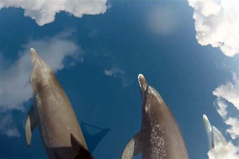 dolfijnen lijken  de lucht te zwemmen nieuws dolfijnen zwemmen dieren