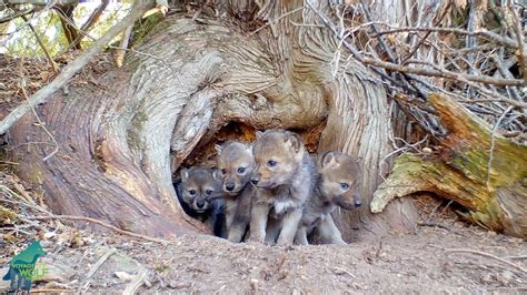 wolf den   pups  ancient cedar tree youtube