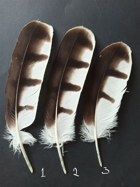 hawk feathers  sale   left