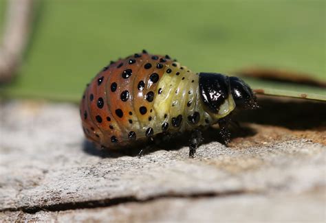 leaf beetle larva  australia whats  bug