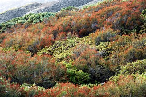 chamise  widespread chapparal shrub  california predicting
