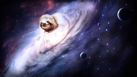 wallpaper  sloths   meme