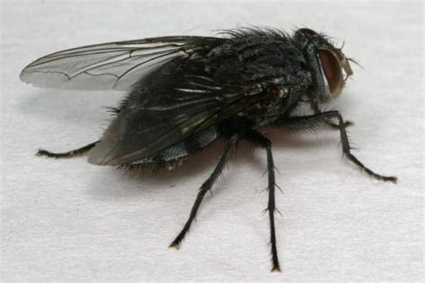 black flies   tick  mosquito project