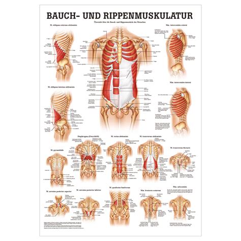 bauch und rippenmuskulatur poster anatomie  cm medizinische