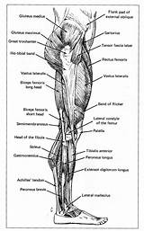 Leg Muscles Drawing Kyle Stevenson Professor Life Posted Am Assignment sketch template