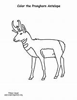 Pronghorn Coloring Antelope Drawing Getdrawings Sponsors Wonderful Support Please sketch template