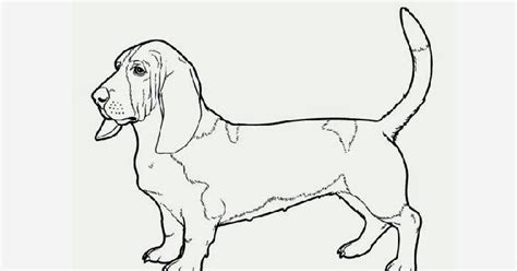 basset hound coloring page  coloring pages  coloring books