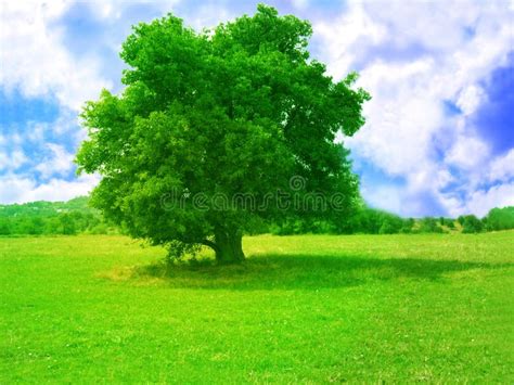 green tree stock image image  environment beautiful