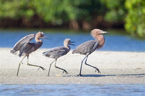 reddish egret audubon texas