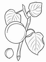 Apricot Designlooter Albicocca Impressionante Branch sketch template