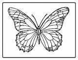 Coloring Butterflies Worksheets Printable Dbt Worksheeto Via sketch template