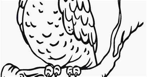 printable owl coloring page high resolution