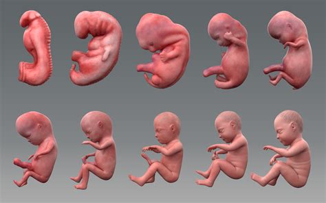 fetal development stages human embryonic ubicaciondepersonascdmxgobmx
