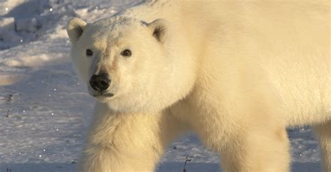 churchill polar bear tours natural habitat adventures
