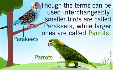 unexpectedly remarkable differences  parrots  parakeets bird eden