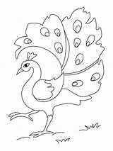 Burung Merak Mewarnai sketch template