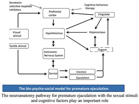 Understanding The Pathophysiology Of Premature Ejaculation Bridging