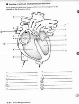 Heart Diagram Blank Human Labels Unlabeled Unlabelled Worksheet Anatomy Labeling Drawing System Label Class Worksheets Circulatory Structure Cliparts Quiz Parts sketch template