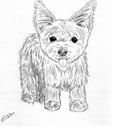 Coloring Yorkie Pages Terrier Puppy Dog Drawing Drawings Yorkshire Print Line Printable Teacup Puppies Color Yorkies Shih Kids Tzu Poo sketch template