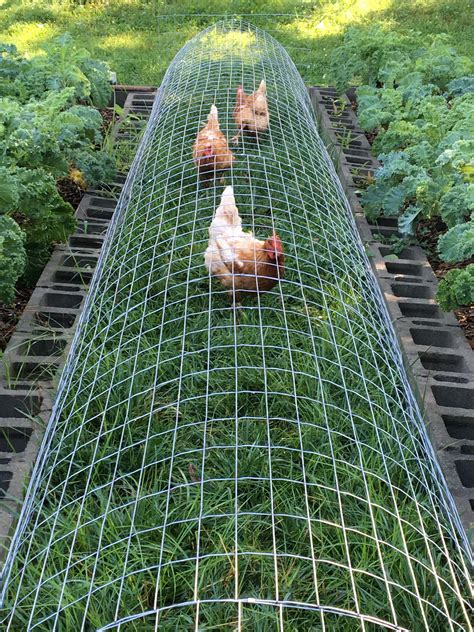 chicken chunnels in vegetable garden planos de galinheiros viveiros