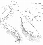 Afbeeldingsresultaten voor "cheirocratus Sundevallii". Grootte: 175 x 185. Bron: www.researchgate.net