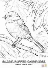 Coloring Bird Pages Maine State Printable sketch template