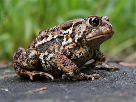 american toad amphibian care
