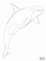 Coloring Orca Getdrawings Pages sketch template