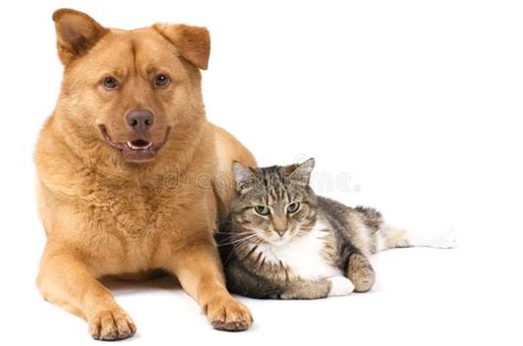 hond en kat samen stock afbeelding image  katachtig