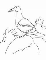 Rock Coloring Bird Gull Sitting Drawing Cycle Pages Getdrawings sketch template