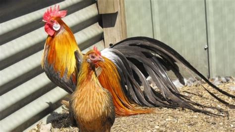 15 Outlandish Chicken Varieties Mental Floss