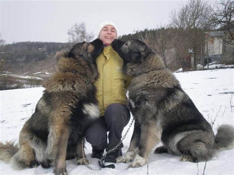 caucasian mountain dog   massive  impressive dog breed