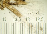 Image result for "leptomysis Lingvura". Size: 151 x 110. Source: www.aphotomarine.com
