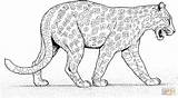 Leopard Coloring Pages Cheetah Jaguar Printable Color Panther Walks Supercoloring Baby Cartoon Coloriage Animal Colouring Zoo Animals Gif Lion Villain sketch template