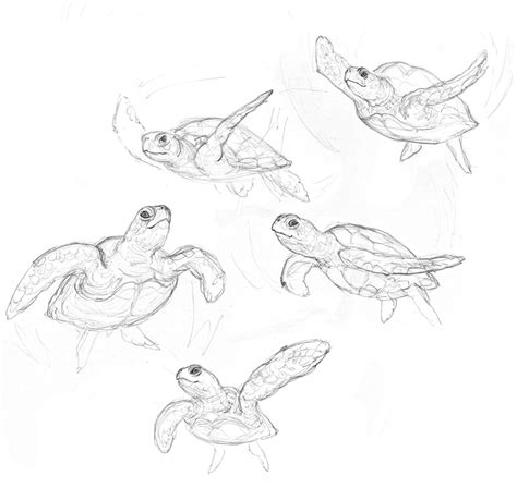 amy holliday illustration sketchbook sea turtle sketches