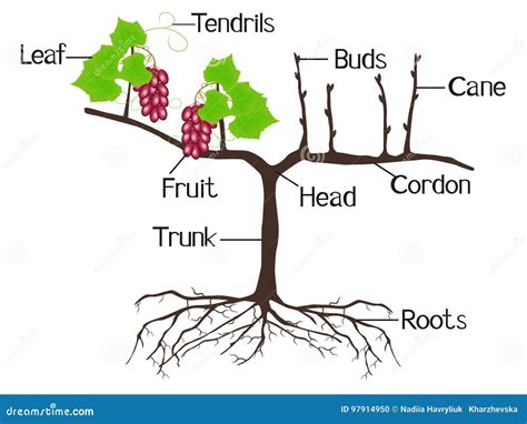 illustration shows part   grape plants stock vector illustration  healthy leaf