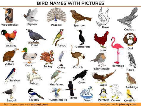 learn bird names  pictures list  birds  english