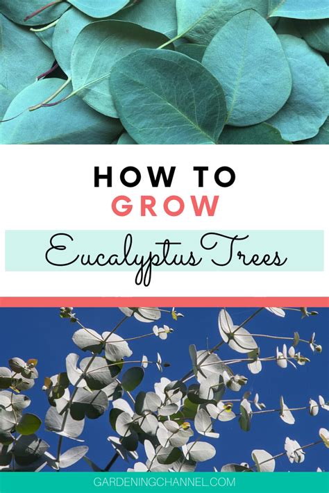 taught  develop eucalyptus bushes eucalyptus plant indoor